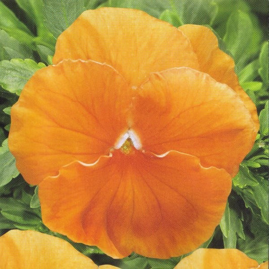 Viola x wittrockiana 'Orange Sun', Stedmoder