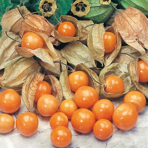 Ananaskirsebær, Physalis peruviana 'Edulis'