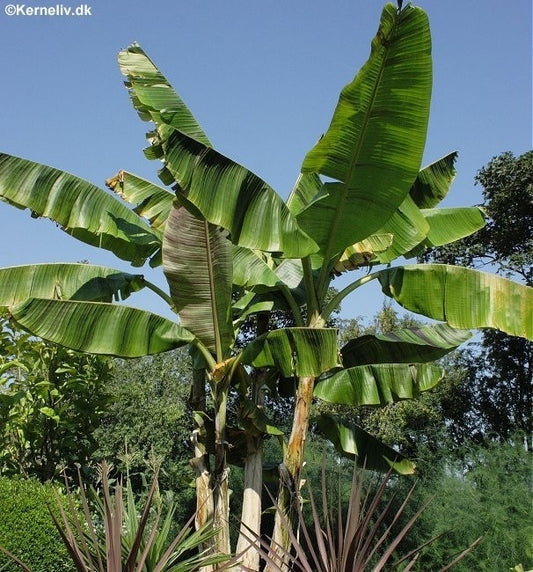 Musa sikkimensis, Hårdfør banan