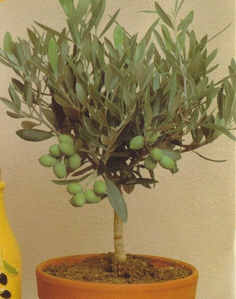 Olea europaea, Oliventræ