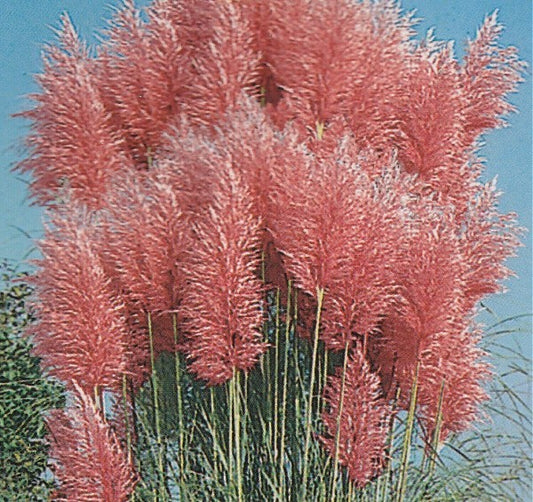Cortaderia selloana 'Pink Feather', Pampasgræs