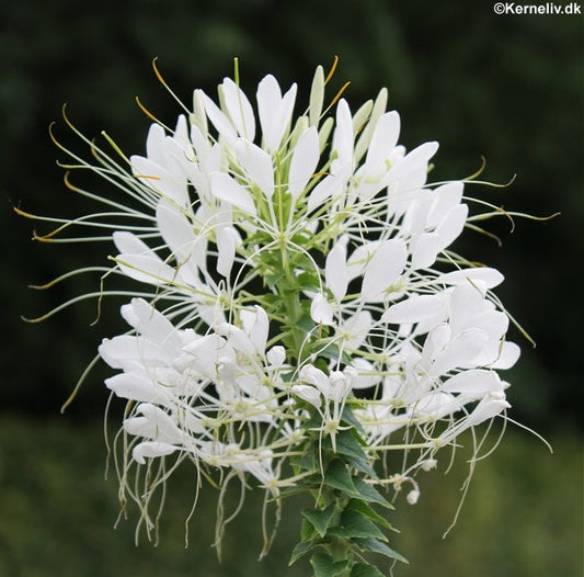Cleome hassleriana 'White Queen', Edderkoppeplante