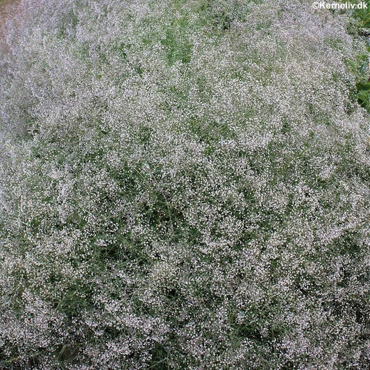 Gypsophila paniculata, Brudeslør