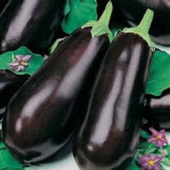 Aubergine 'Violetta Lunga 3'