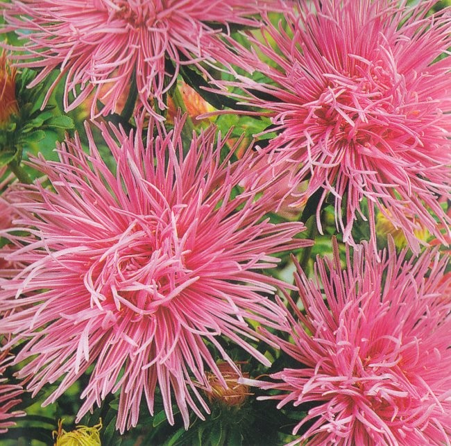Callistephus chinensis 'Unicum Pink', Sommerasters