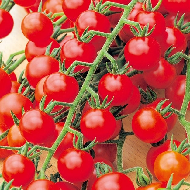 Cherrytomat 'Gardener's Delight'