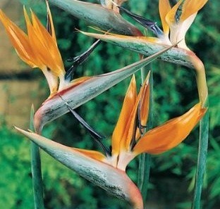 Strelitzia reginae 'Orange', Paradisfugl
