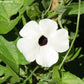 Thunbergia alata 'Alba', Susanne med det sorte øje