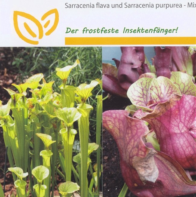 Sarracenia flava / Sarracenia purpurea, Fluetrompet