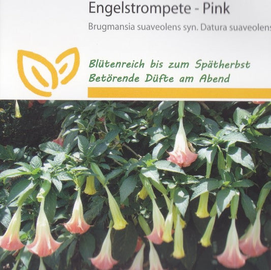Brugmansia suaveolens 'Pink', Engletrompet