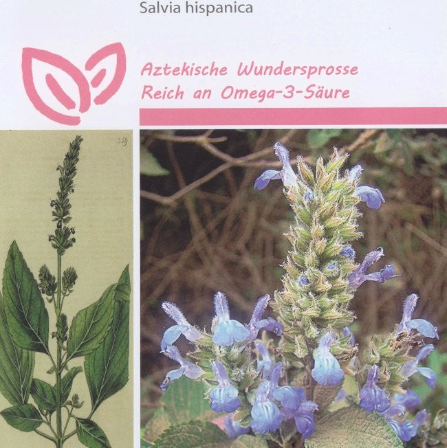 Salvia hispanica, Chia