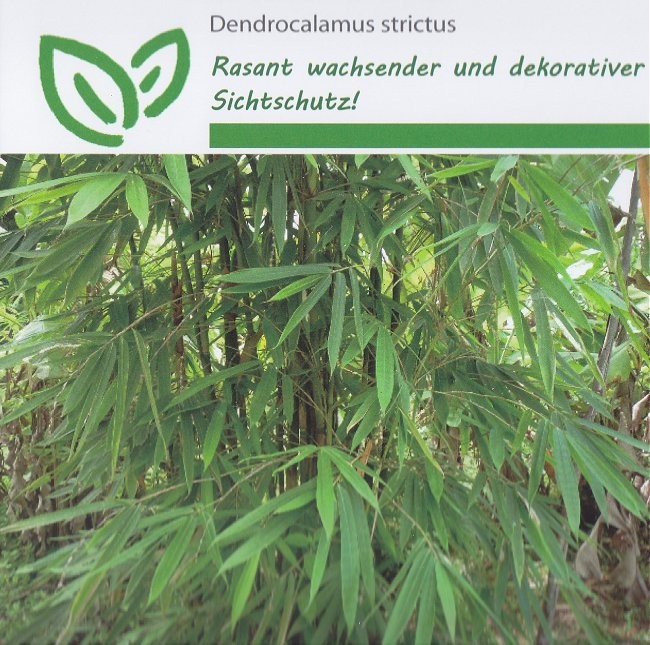 Dendrocalamus strictus, Indisk Bambus