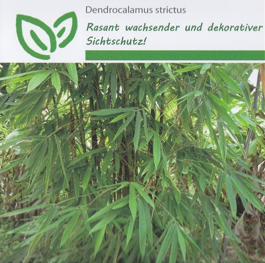 Dendrocalamus strictus, Indisk Bambus