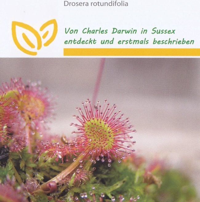 Drosera rotundifolia, Rundbladet Soldug
