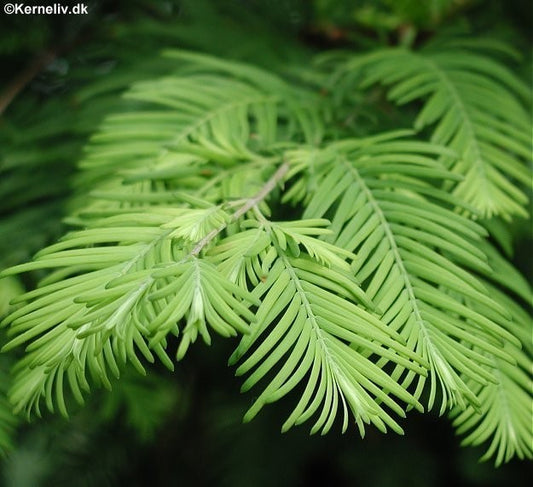 Metasequoia glyptostroboides, Vandgran
