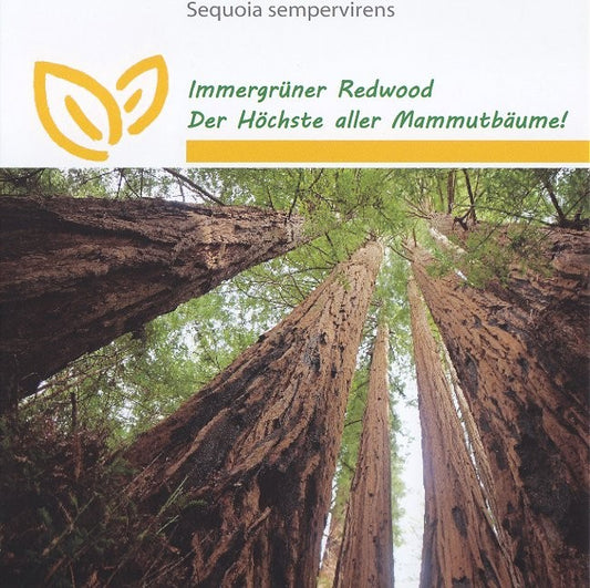 Sequoia sempervirens, Rødtræ