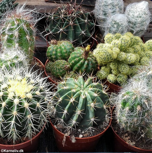 Kaktusblanding