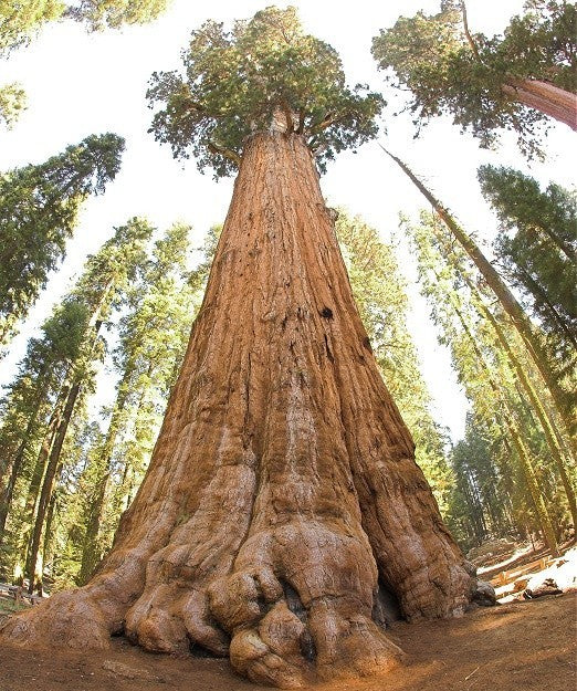 Sequoiadendron giganteum, Mammuttræ