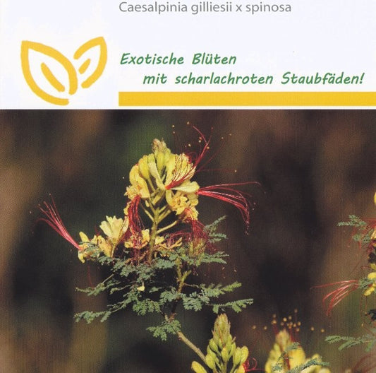 Caesalpinia gillesii x spinosa, Påfuglehale