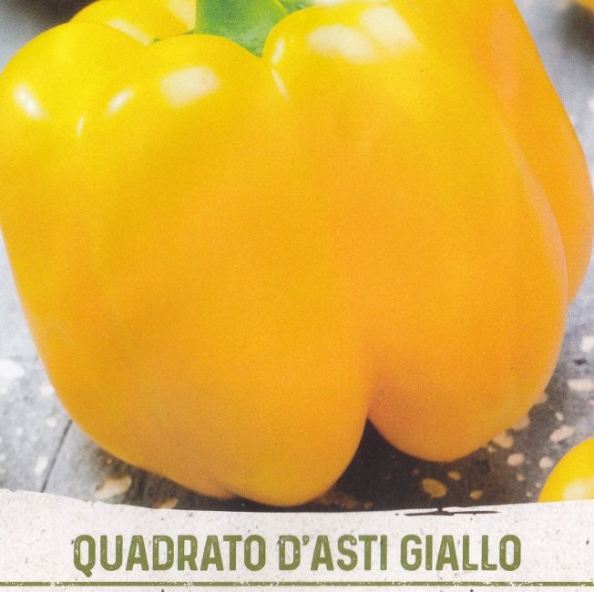 Peber 'Quadrato d'Asti Giallo', Økologisk