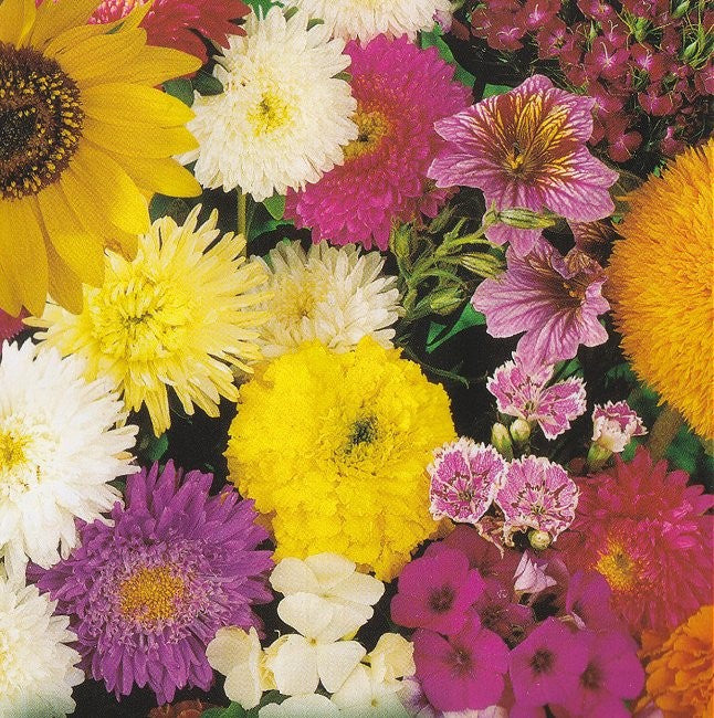 Blomsterblanding - Sommerblomster