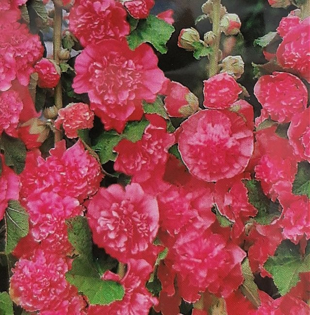 Alcea rosea 'Chaters Pink', Stokrose