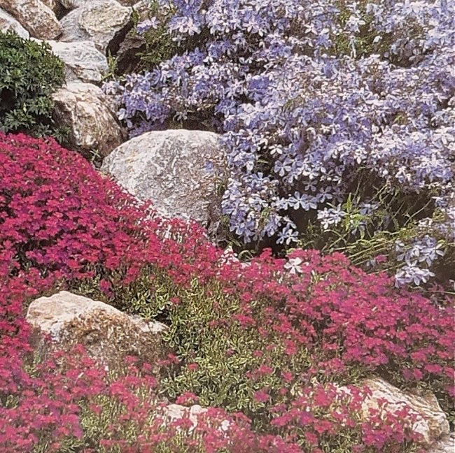Blomsterblanding 'Rock Garden'