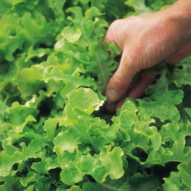 Pluksalat 'Salad Bowl', Økologisk