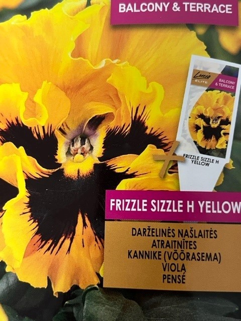 Viola wittrockiana 'Frizzle Sizzle Yellow F1', Stedmoder