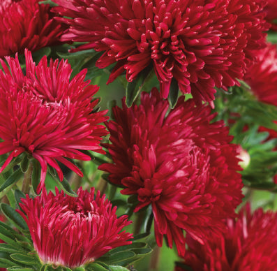 Callistephus chinensis 'Paeony Red', Sommerasters