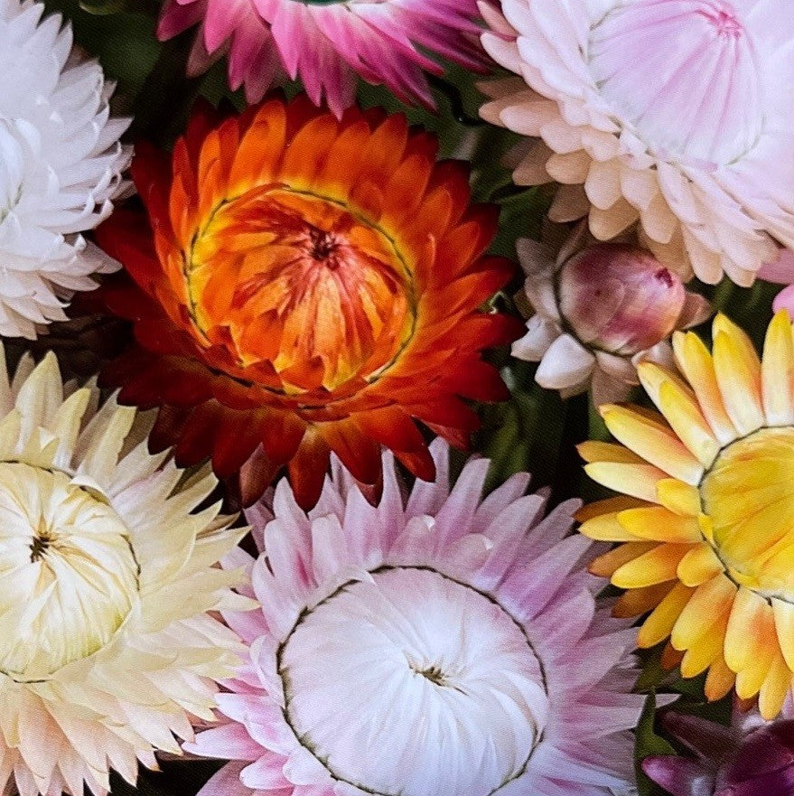 Helichrysum bracteatum 'Swiss Giant'