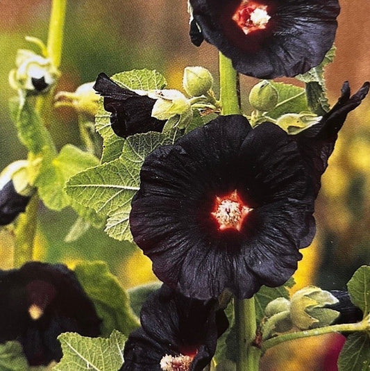 Alcea rosea 'Black Knight', Stokrose