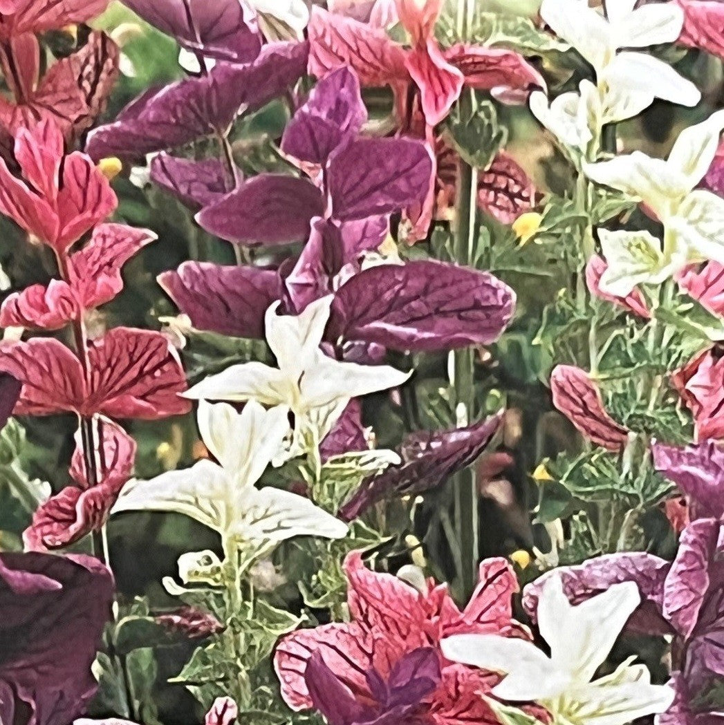 Salvia horminum 'Tricolor', Dusksalvie