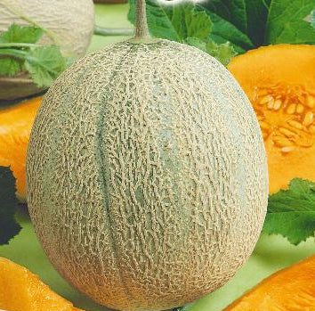 Melon 'Retato Degli Ortolani', Økologisk