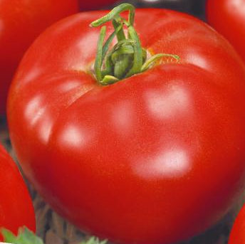 Tomat 'Matina', Økologisk