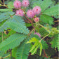 Mimosa pudica, Ægte mimose