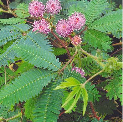 Mimosa pudica, Ægte mimose