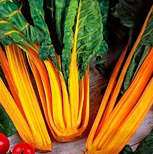 Bladbede, Beta Vulgaris 'Gele Sier'