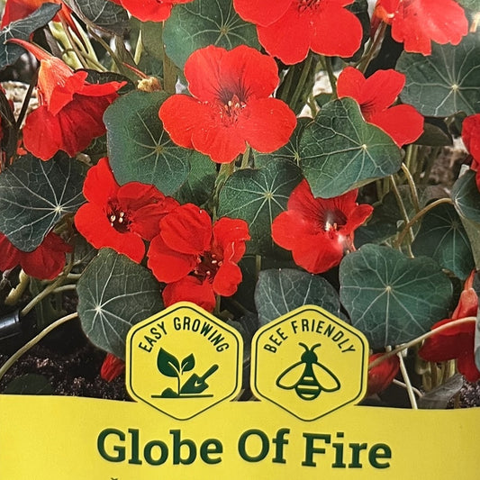 Tropaeolum majus 'Globe Of Fire', blomsterkarse
