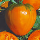 Tomat 'Oxheart Orange'