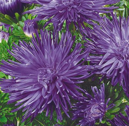 Callistephus chinensis 'Unicum Purple', Sommerasters