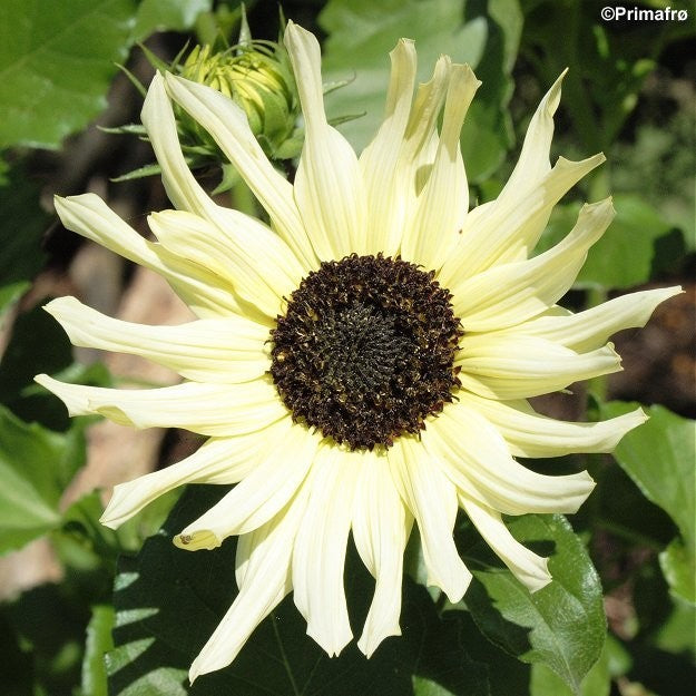 Helianthus debilis 'Ice Cream', Solsikke