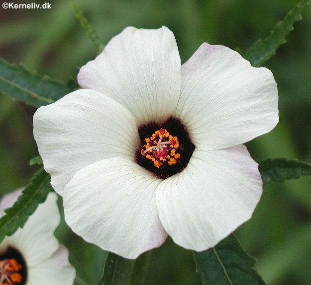 Hibiscus trionum 'Luyona', Timeviser