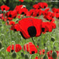 Papaver commutatum 'Ladybird', Mariehøne-valmue