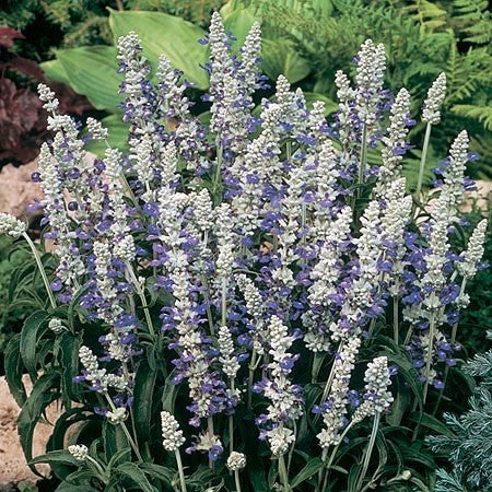 Salvia farinacea 'Blue & White', Texas-salvie