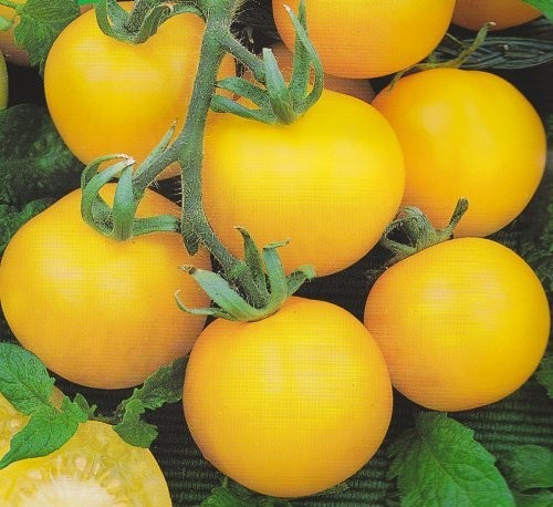 Tomat 'Goldene königin'