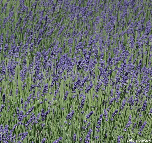Lavandula angustifolia, Lavendel