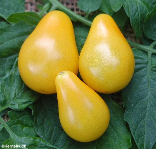 Tomat 'Yellow Pearshaped'