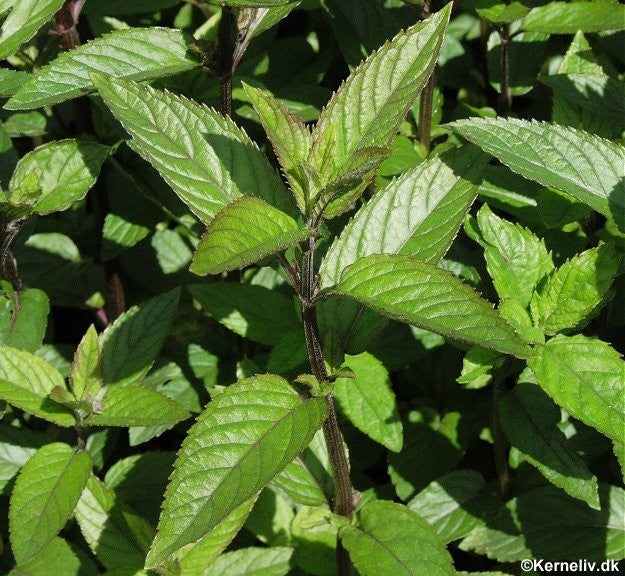 Mentha piperita, Pebermynte