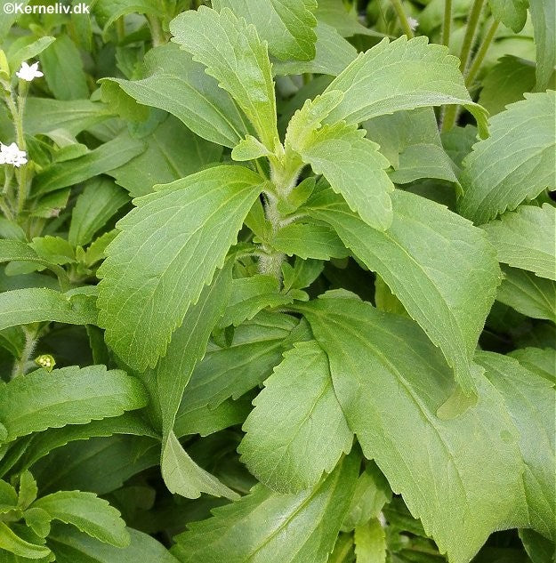 Stevia rebaudiana, Sukkerplante